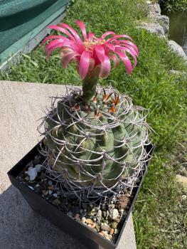 Preview: Gymnocalycium carminathum